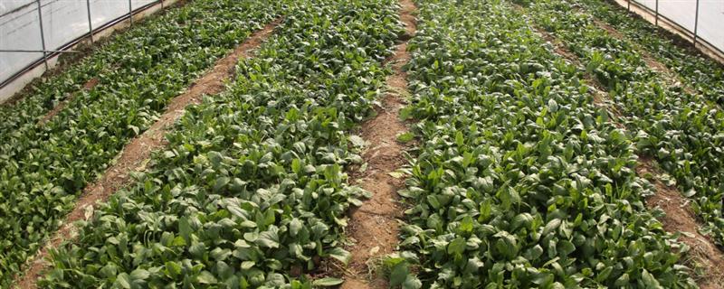 冬季大棚菠菜要多长时间才能收获，种植后经过30天左右便可采收