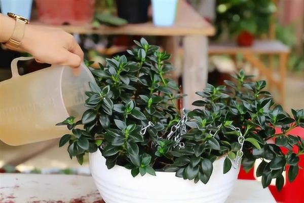 金鱼吊兰怎么养殖，冬季每隔7-10天浇一次水