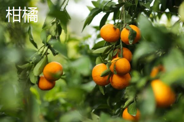 中国苗木品种分布，各地区周边分布的品种群落有区别