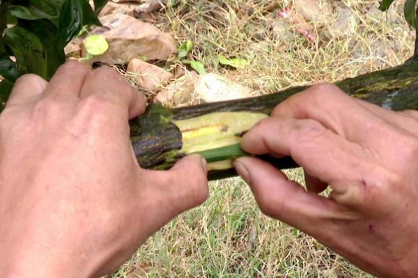 中国苗木品种分布，各地区周边分布的品种群落有区别