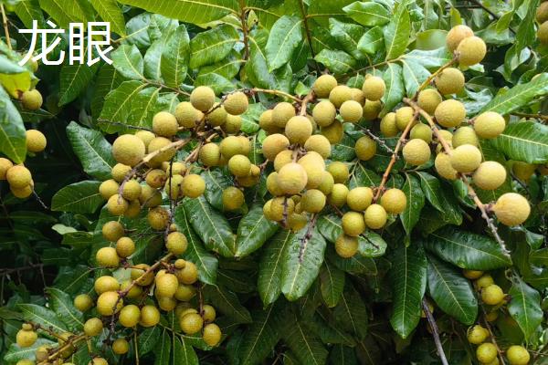 中国苗木品种分布，各地区周边分布的品种群落有区别