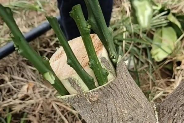中国苗木品种分布，各地区周边分布的品种群落有区别