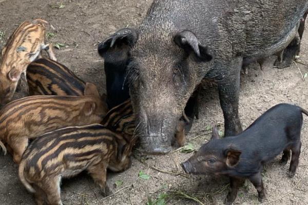 农村特种养殖项目推荐，野兔、绿壳蛋鸡、野猪等动物值得考虑