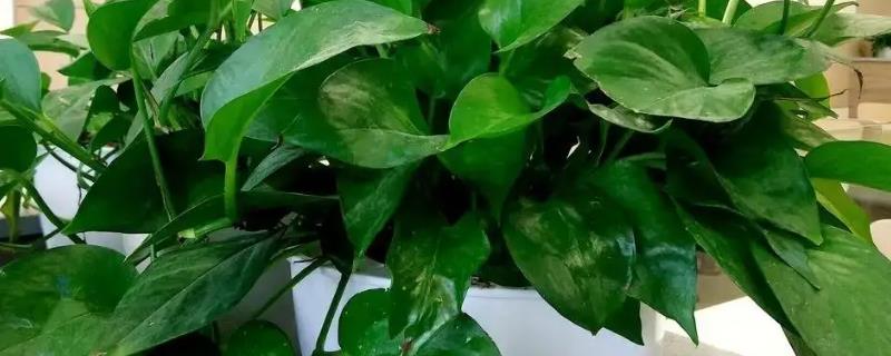 绿萝茎部发黑如何处理，温度不适时要保持在15-24℃左右