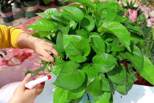 绿萝茎部发黑如何处理，温度不适时要保持在15-24℃左右