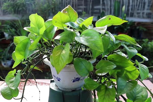 绿萝茎部发黑如何处理，温度不适时要保持在15-24℃左右
