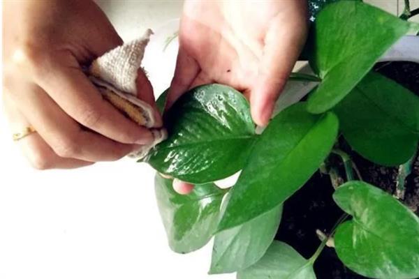 绿萝茎部发黑如何处理，温度不适时要保持在15-24℃左右
