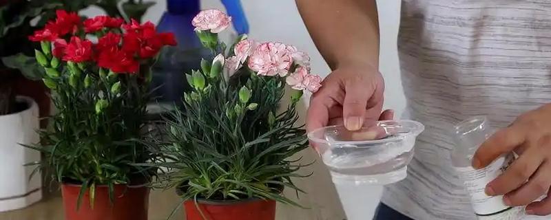 康乃馨的浇水方法，平时每隔3-5天浇一次