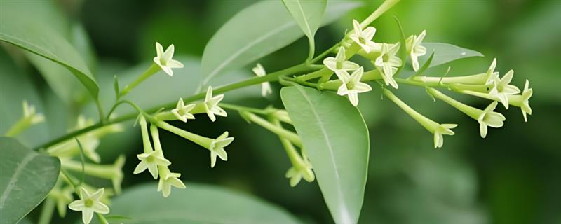 夜来香是九里香吗,二者不是同一种植物