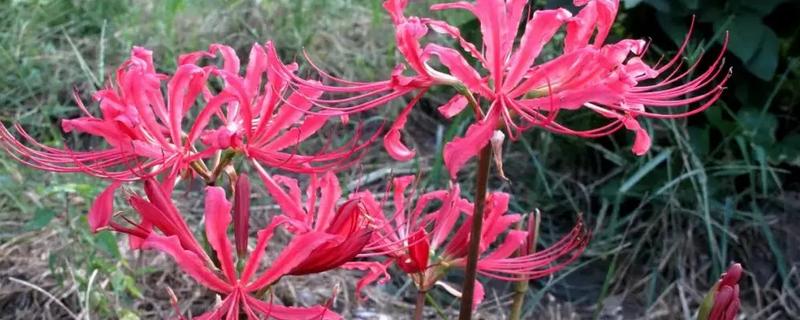 彼岸花有什么花语,代表优美的纯洁、相互思念等含义