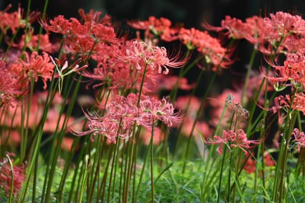 彼岸花有什么花语，代表优美的纯洁、相互思念等含义