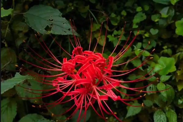 彼岸花有什么花语，代表优美的纯洁、相互思念等含义