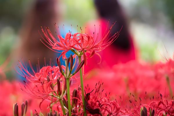 彼岸花有什么花语，代表优美的纯洁、相互思念等含义