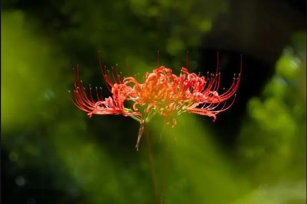 彼岸花有什么花语，代表优美的纯洁、相互思念等含义