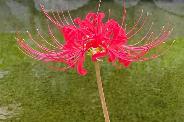 彼岸花有什么花语，代表优美的纯洁、相互思念等含义