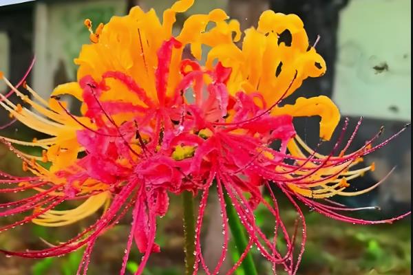 彼岸花有什么花语，代表优美的纯洁、相互思念等含义