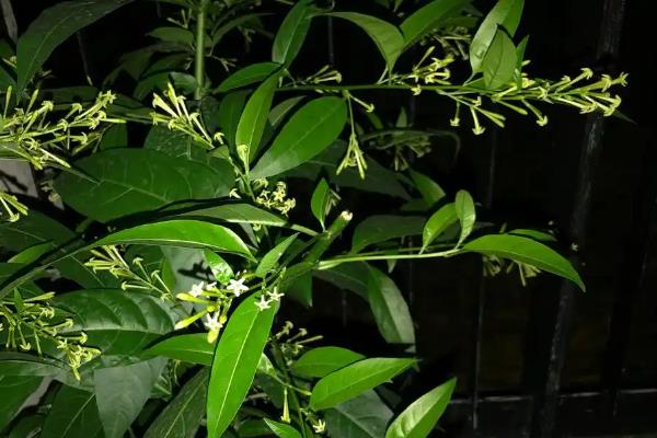 夜来香是九里香吗,二者不是同一种植物