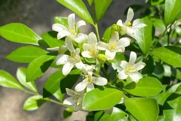 夜来香是九里香吗,二者不是同一种植物