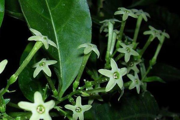 夜来香是九里香吗,二者不是同一种植物