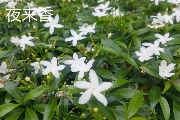 夜来香是九里香吗,二者不是同一种植物