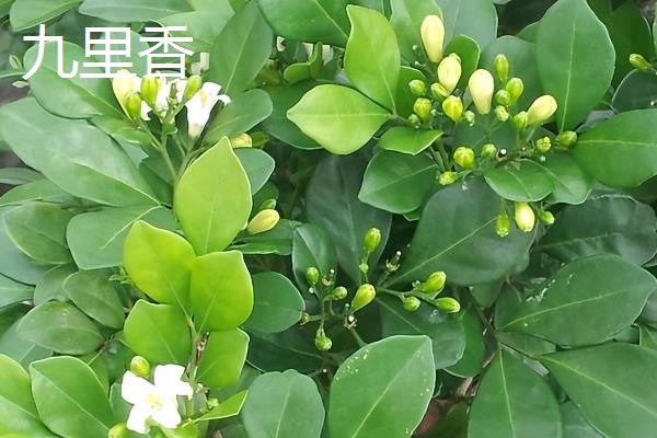 夜来香是九里香吗,二者不是同一种植物