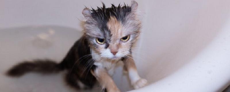猫可以用什么洗澡，可使用猫咪专用的沐浴香波
