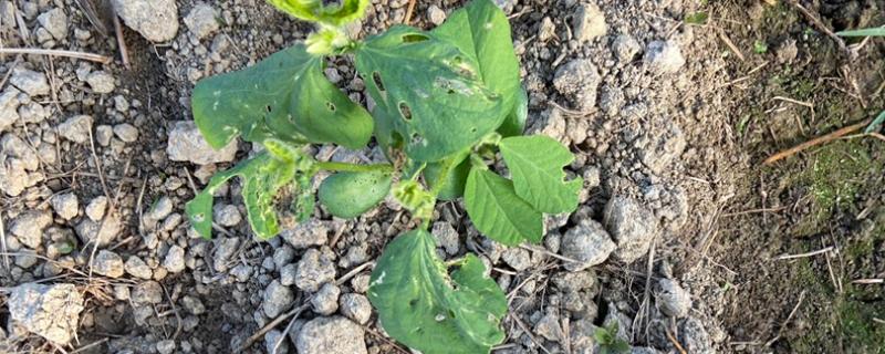 毛豆苗有虫打哪种农药，针对不同的病虫使用不同的农药