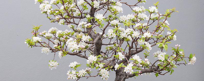 玉兰花怎么养殖,生长期每个月追施一次肥料