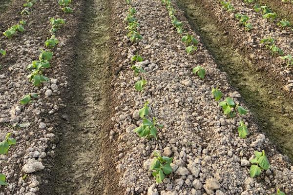 毛豆苗有虫打哪种农药，针对不同的病虫使用不同的农药