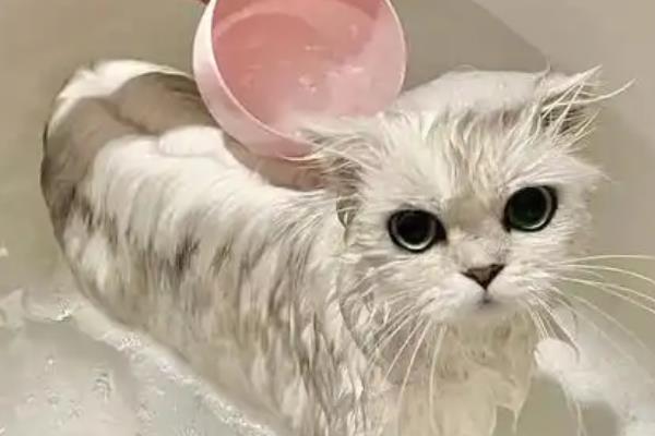 猫可以用什么洗澡，可使用猫咪专用的沐浴香波