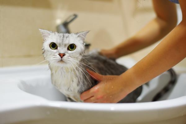 猫可以用什么洗澡，可使用猫咪专用的沐浴香波