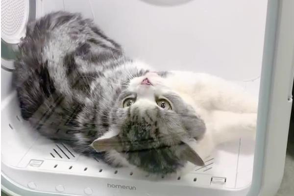 猫可以用什么洗澡，可使用猫咪专用的沐浴香波