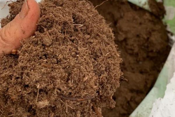 玉兰花怎么养殖，生长期每个月追施一次肥料