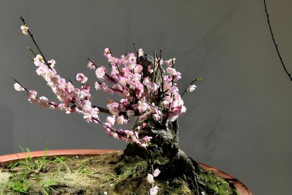 玉兰花怎么养殖，生长期每个月追施一次肥料