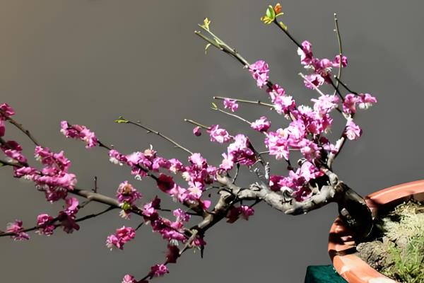 玉兰花怎么养殖，生长期每个月追施一次肥料