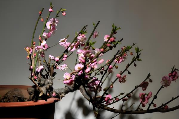 玉兰花怎么养殖，生长期每个月追施一次肥料