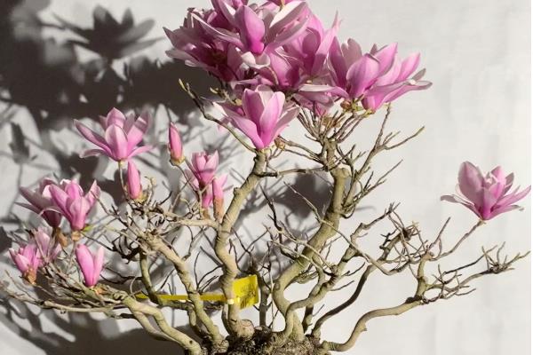 玉兰花怎么养殖，生长期每个月追施一次肥料