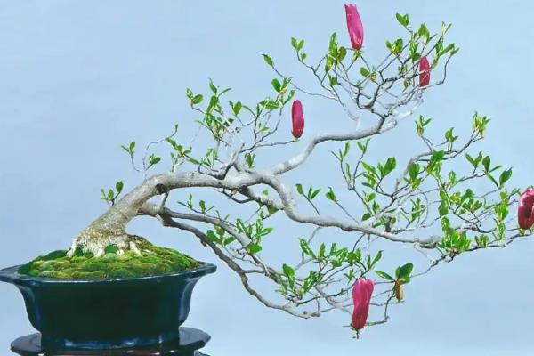 玉兰花怎么养殖，生长期每个月追施一次肥料