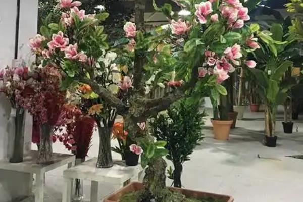 玉兰花怎么养殖，生长期每个月追施一次肥料