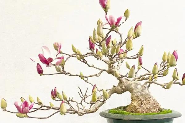 玉兰花怎么养殖，生长期每个月追施一次肥料