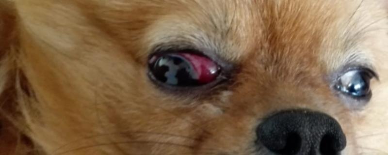 小狗眼睛为什么长红肉，其实是它的眼睑