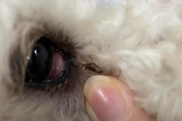 小狗眼睛为什么长红肉，其实是它的眼睑