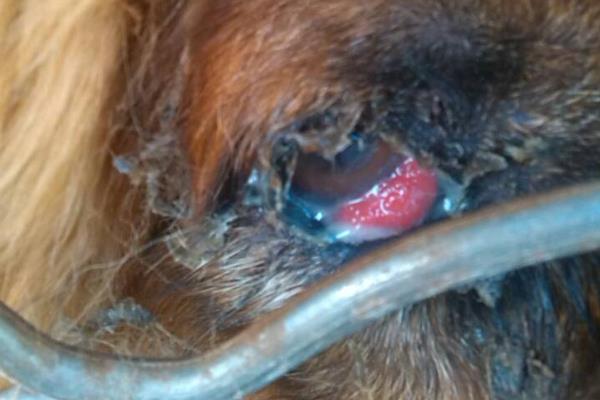 小狗眼睛为什么长红肉，其实是它的眼睑