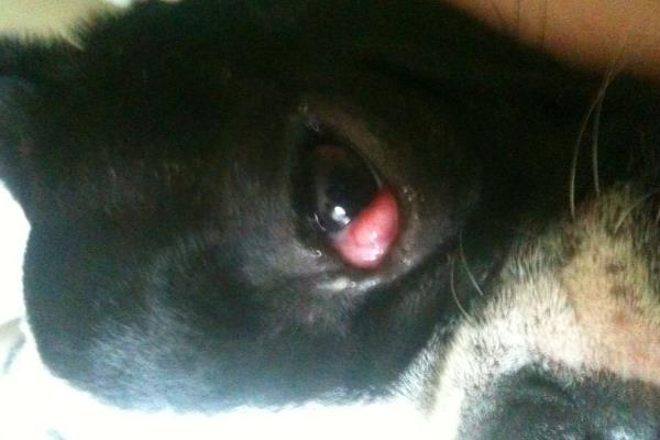 小狗眼睛为什么长红肉，其实是它的眼睑