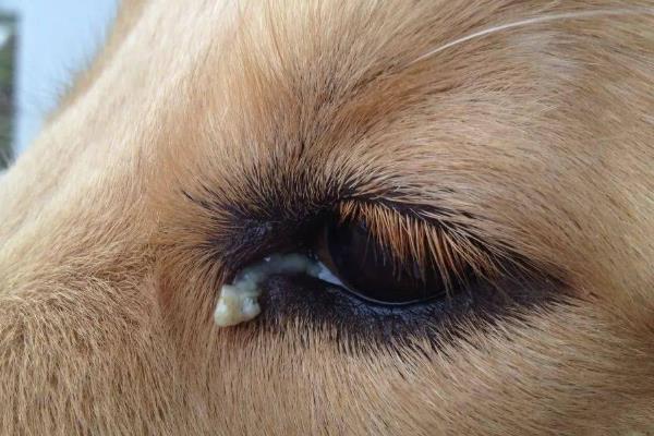 小狗眼睛为什么长红肉，其实是它的眼睑