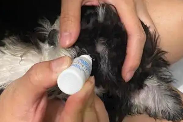 小狗眼睛为什么长红肉，其实是它的眼睑