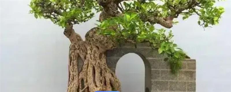 榕树盆景怎么浇水，冬春季节少浇水并延长间隔时间