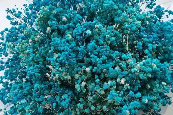 满天星的花语是什么，不同颜色所代表的含义有区别