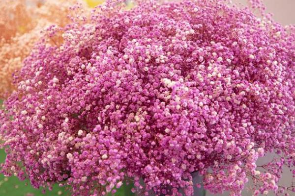 满天星的花语是什么，不同颜色所代表的含义有区别
