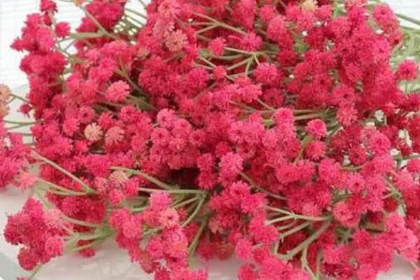 满天星的花语是什么，不同颜色所代表的含义有区别